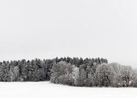 paysage d'hiver avec forêt photo
