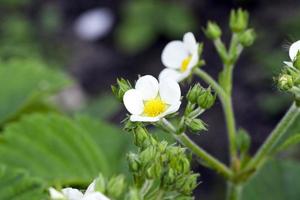 fleurs de fraises blanches en mai photo