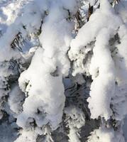 arbres en hiver photo