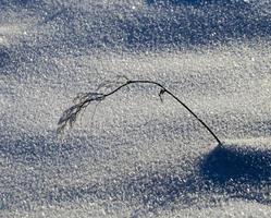 planter dans un gel photo