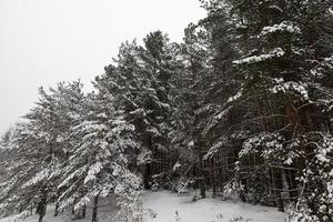 paysage d'hiver, chutes de neige photo