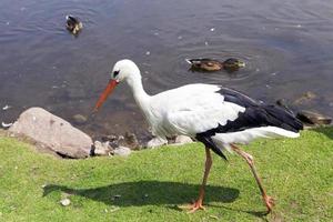 cigogne blanche, gros plan photo