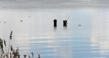 petit lac. le printemps photo