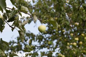 récolte d'un jardin fructueux photo