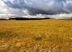 céréales jaunes mûries photo