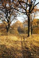 saison de l'automne. forêt photo