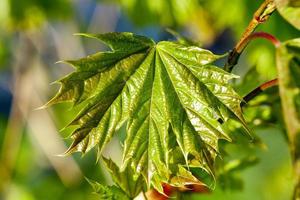 feuilles d'érable vertes photo