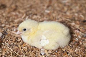 poussins de poulet blanc génétiquement améliorés photo