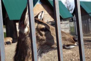 cerf dans le zoo photo