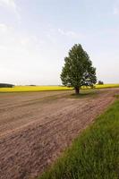 arbre dans le champ photo