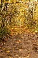 le bois d'automne photo