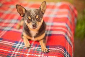 chien tricolore chihuahua sur une couverture rouge. le chien est couché. photo