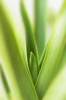 feuilles floues nature des feuilles vertes d'été plante à feuilles vertes naturelles utilisées comme fond d'écran photo