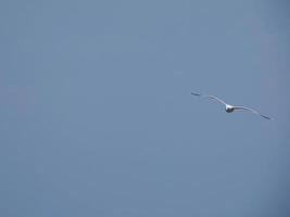 mouettes sur les falaises de la costa brava, espagne photo