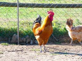 poules semi-libres, bio et saines photo