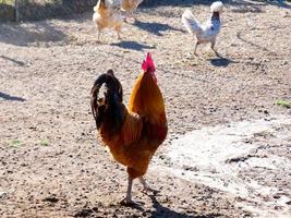 poules semi-libres, bio et saines photo