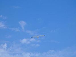 mouette à plumes blanches sur la côte catalane, espagne photo