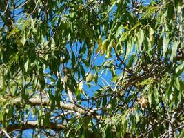 amandier aux amandes au début de l'été sur une route de montagne photo