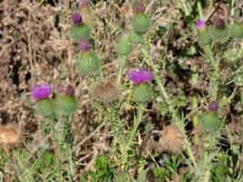 fleurs et plantes méditerranéennes au début de l'été photo