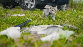 British shorthair chat marchant près de la pêche au harpon du poisson d'eau douce à l'herbe en camping photo