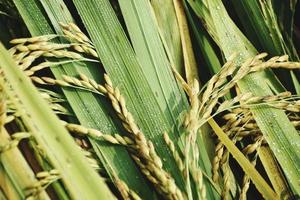 culture du paddy photo