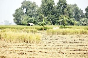 culture du paddy photo