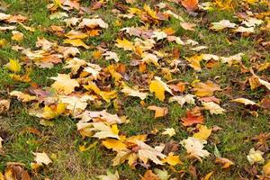 fond d'automne, des feuilles d'érable jaunes se trouvent sur le sol. espace de copie. photo