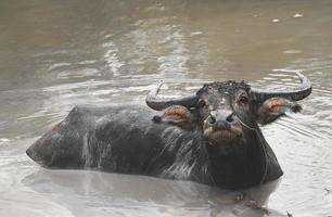 buffle d'asie se détendant dans l'étang de boue. photo