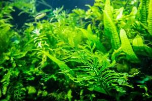 plante aquatique dans un aquarium photo