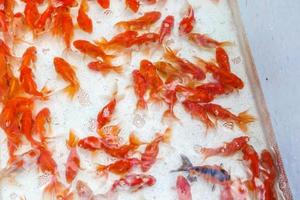 poisson rouge à vendre en vue de dessus d'aquarium photo