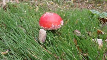 un gros plan du champignon de la mouche rouge vif et brillant, un champignon très toxique. il pousse dans les forêts d'ukraine. photo