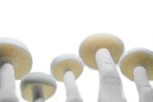 gros plan de champignon photo