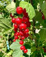 branche de baies de groseille rouge gros plan ribes rubrum. fruits de la saison estivale avec un soleil éclatant. photo sur le thème de l'agriculture biologique et de l'alimentation saine.