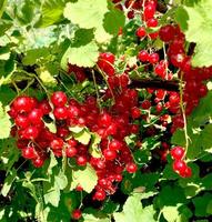 branche de baies de groseille rouge gros plan ribes rubrum. fruits de la saison estivale avec un soleil éclatant. photo sur le thème de l'agriculture biologique et de l'alimentation saine.