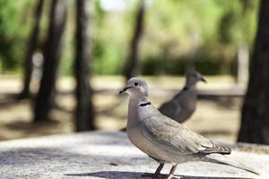 pigeon dans la nature photo