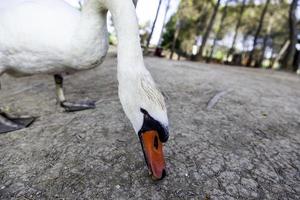 cygne dans la nature photo