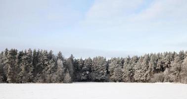 paysage d'hiver, forêt et champ photo