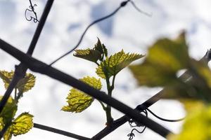 raisin, vignoble de printemps photo