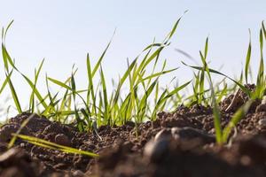 herbe et sol, gros plan photo