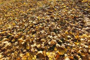 feuillage d'érable à la chute des feuilles d'automne photo