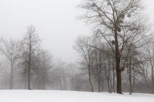 arbres et temps froid d'hiver après les chutes de neige photo