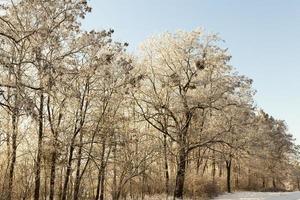 arbres à feuilles caduques sans feuilles en hiver photo