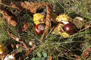 feuilles sur l'herbe photo