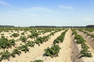 agriculture, champ de pommes de terre photo