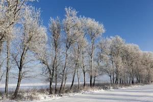 hiver glacial après des chutes de neige avec des arbres à feuilles caduques nus photo