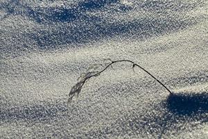 planter dans un gel photo