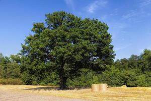 un grand chêne vert et un champ agricole photo