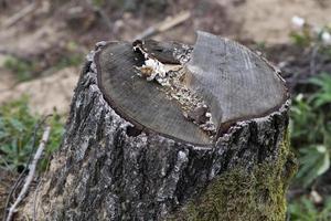 Couper une souche d'arbre dans les bois en gros plan photo