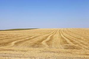 céréales de champs agricoles photo