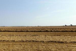 céréales de champs agricoles photo